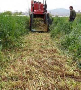 Όταν ήταν απαραίτητο και η συλλογή του σπόρου όπως στην περίπτωση του ηλίανθου συγκεντρώνονταν σε προσαρμοσμένο δοχείο και ο σπόρος.