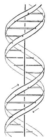 Εικόνα πάνω: Image from A Structure for Deoxyribose ucleic Acid, Watson J.D. and Cr