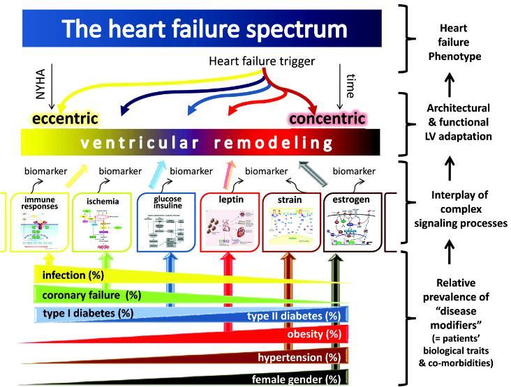 Εικόνα 11. Το παθοφυσιολογικό προφίλ της καρδιακής ανεπάρκειας (Πηγή: De Keulenaer et al. Circulation.