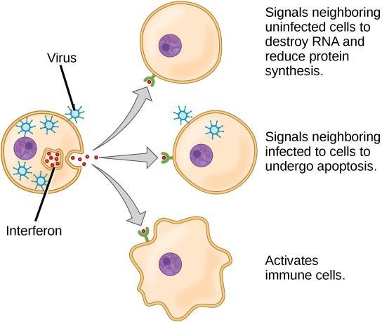 Ιντερφερόνες o Οι ιντερφερόνες είναι πρωτεϊνες που δρουν εναντίον των ιών. o Παράγονται από κύτταρα που έχουν μολυνθεί από ιούς και δρουν έμμεσα στην καταπολέμησή τους.