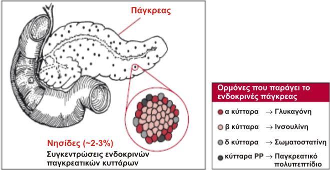 in vitro. Μια εναλλακτική προσέγγιση είναι η προσπάθεια διέγερσης της διαίρεσης των β κυττάρων ή της νεογένεσης (παραγωγής κυττάρων de novo) in vivo.