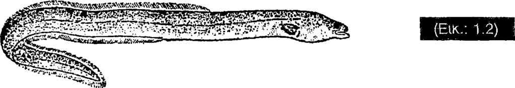 ΕΙΔΟΣ: Anguilla anguilla (Linnaeus) ΚΟΙΝΗ ΟΝΟΜΑΣΙΑ: Χέλι, γλαβίτσι. καβάτσα ΒΙΟΛΟΓΙΑ Είναι βυθόβιο είδος, που προτιμάει τους λασπώδεις πυθμένες.