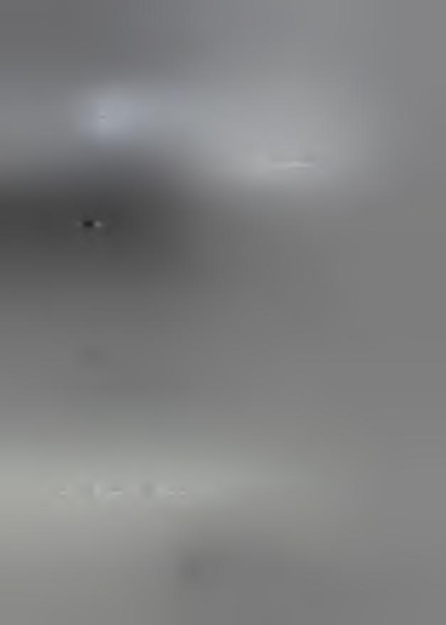 auratus