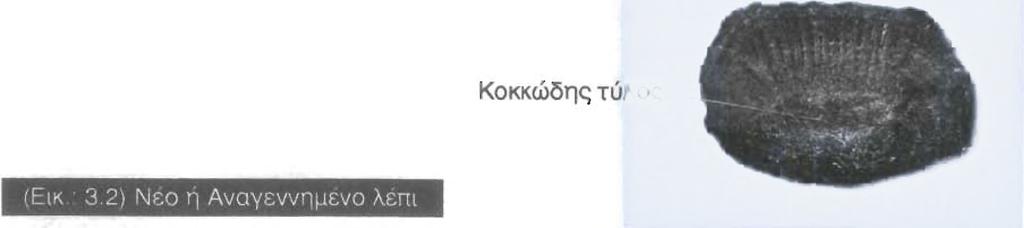 Από την πλειοψηφία των πειραμάτων αποδείχθηκε ότι αυτοί οι δακτύλιοι μπορούν να χρησιμοποιηθούν για το καθορισμό της ηλικίας των ψαριών. Οι δακτύλιοι αυξάνονται σε αριθμό καθώς το ψάρι μεγαλοόνει.