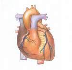 Η επίδραση του GLP-1 στο καρδιαγγειακό σύστηµα Νεφρό Αύξηση της διούρησης και της απέκκρισης νατρίου ως
