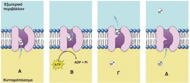 10 Η αντλία Η + βρίςκεται ςτισ μεμβράνεσ μιτοχονδίων και χλωροπλαςτϊν. Είναι υπζυκυνθ για μεταφορά πρωτονίων από τθν μια πλευρά τθσ μεμβράνθσ ςτθν άλλθ. Η απαιτοφμενθ ενζργεια προζρχετε από τθν ATP.