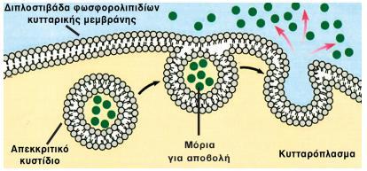11 Πινοκυττάρωςη είναι θ ενδοκυττάρωςθ ςτθν οποία γίνεται πρόςλθψθ υγρισ ουςίασ. πχ. κρζψθ ωαρίων από τα κφτταρα του ωοκυλακίου.