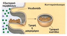 Εξωκυτάρρωςθ Εξωκυττάρωςη είναι θ απζκκριςθ από το κφτταρο μακρομορίων, αχριςτων και τοξικϊν ουςιϊν ι μακρομορίων με ταυτόχρονθ