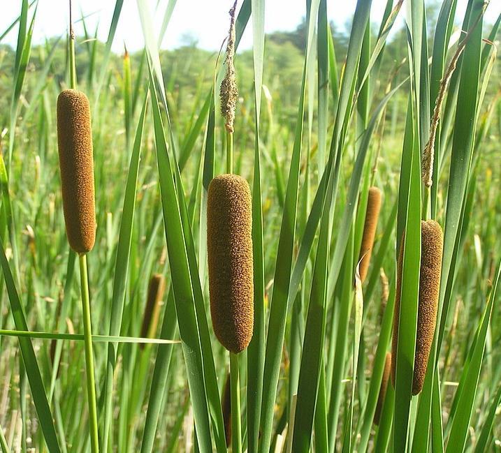 Hill, 1995; Poulin et al., 2002). Σχήμα 5. Απεικόνιση ατόμων Typha spp. και των συστάδων που σχηματίζουν στους καλαμώνες της παραλιακής ζώνης (Πηγή: Wikipedia Commons webpage https://commons.