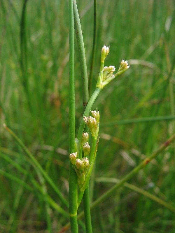 Juncus subnodulosus Schrank Το Juncus subnodulosus ανήκει σε μία ομάδα ειδών που είναι ευρέως γνωστά ως βούρλα (Σχήμα 9).