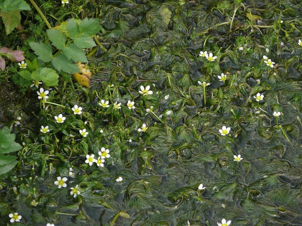 Ranunculus trichophyllus Chaix Το Ranunculus trichophyllus αποτελεί άλλο ένα ριζωμένο υδρόφυτο που απαντά σε Μεσογειακούς και Ευρωπαϊκούς υγροτόπους (Σχήμα 15).