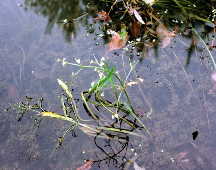 Καταλληλότητα ενδιαιτήματος του Ranunculus trichophyllus ως προς το βάθος νερού 1 Καταλληλότητα ενδιαιτήματος (0-1) 0,8 0,6 0,4 0,2 0 0 0,25 0,5 0,75 Βάθος νερού (m) Σχήμα 16.