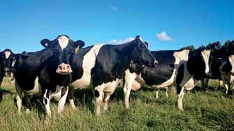Lepšie s vyšším vekom Mark E. Fox, D.V.M., Hoard s Dairyman, preložil a upravil Ing. Vladimír Varchola Nedávno som oslavoval okrúhle narodeniny. Nebolo to nič zvláštne.