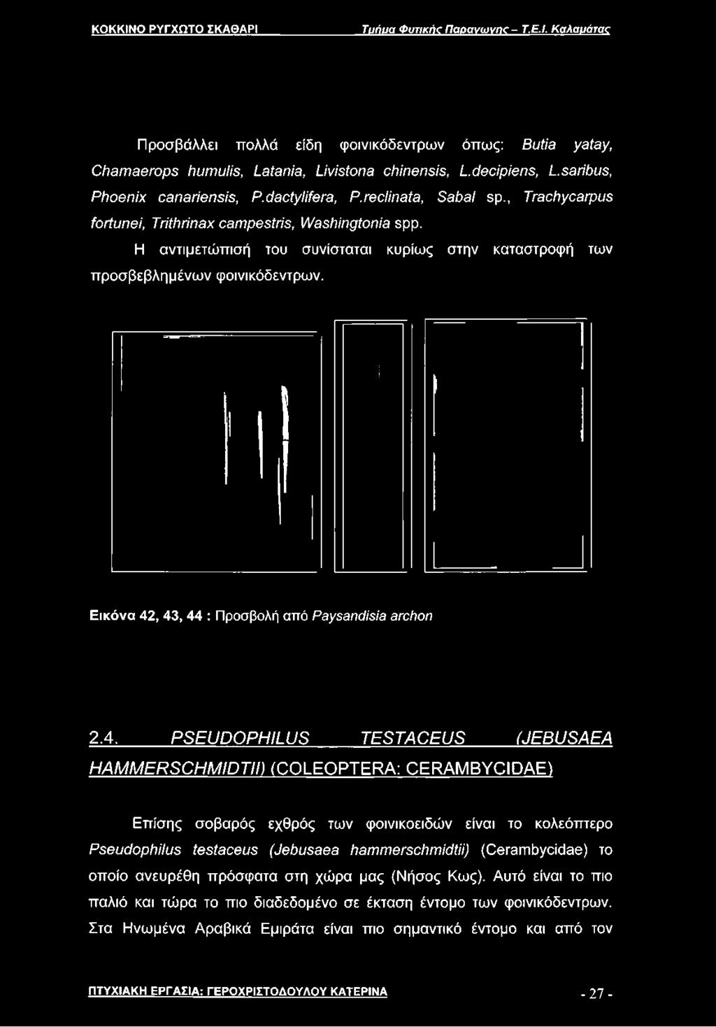 H αντιμετώπισή του συνίσταται κυρίως στην καταστροφή των προσβεβλημένων φοινικόδεντρων. Εικόνα 42, 43, 44 : Προσβολή από Paysandisia archon 2.