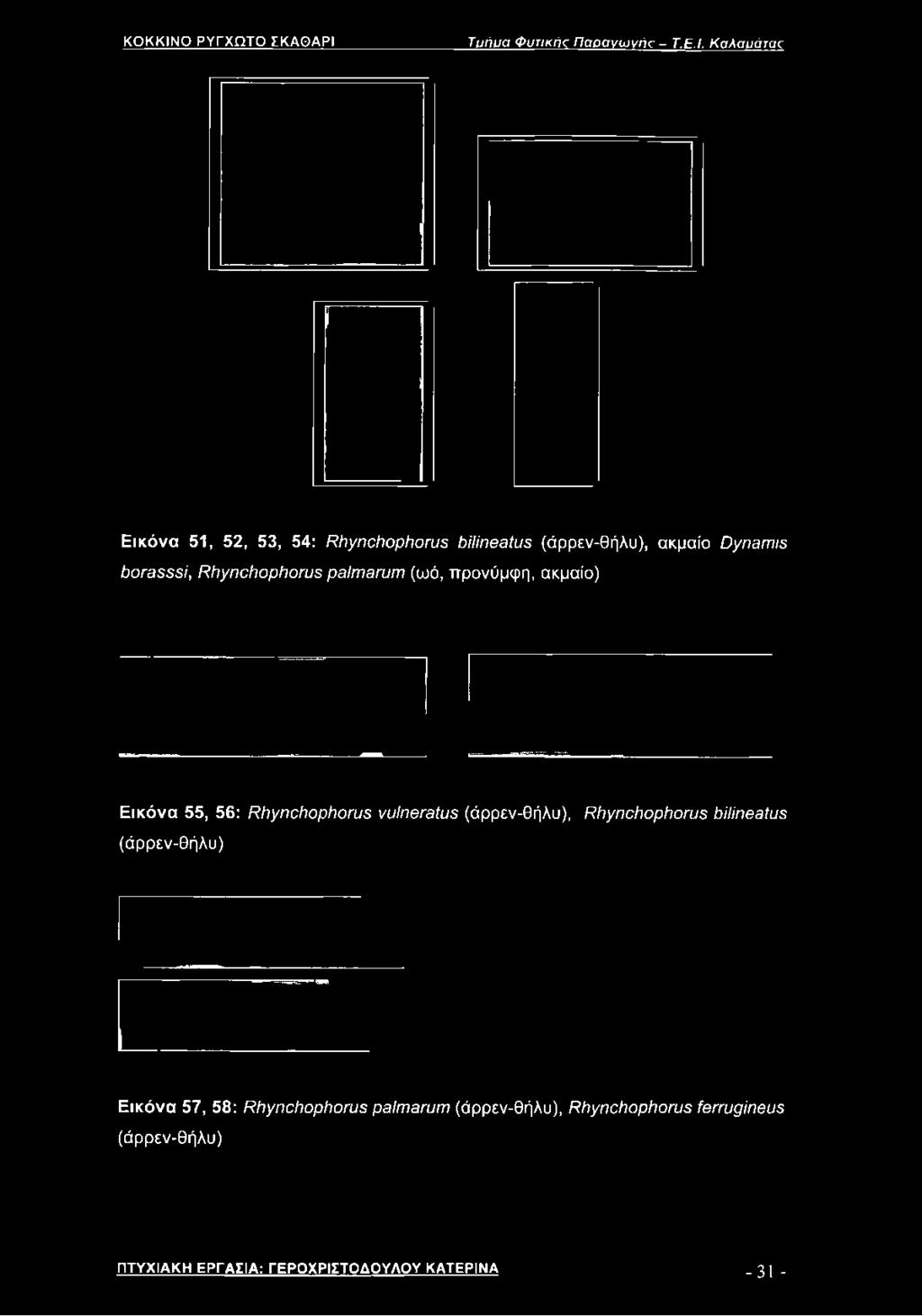 Καλαυάτας Εικόνα 51, 52, 53, 54: ί^ιιγηοΐίορίίογυε