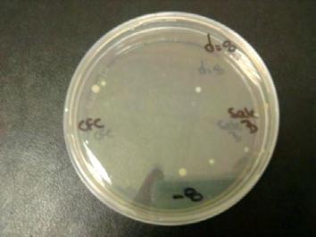 45 Εικόνα 3.4: Μειωμένος βακτηριακός πληθυσμός Pseudomonas sp. λόγω της ύπαρξης του βακτηρίου L.