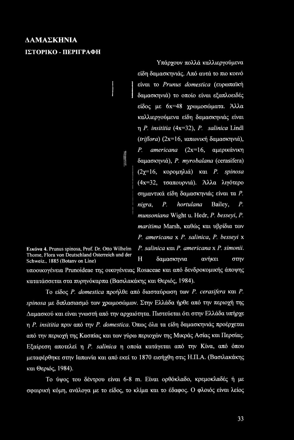 salinica Lindl (triflora) (2χ=16, ιαπωνική δαμασκηνιά), Ρ. americana (2χ=16, αμερικάνικη δαμασκηνιά), Ρ. myrobalana (cerasifera) (2χ=16, κορομηλιά) και Ρ. spinosa (4x=32, τσαπουρνιά).