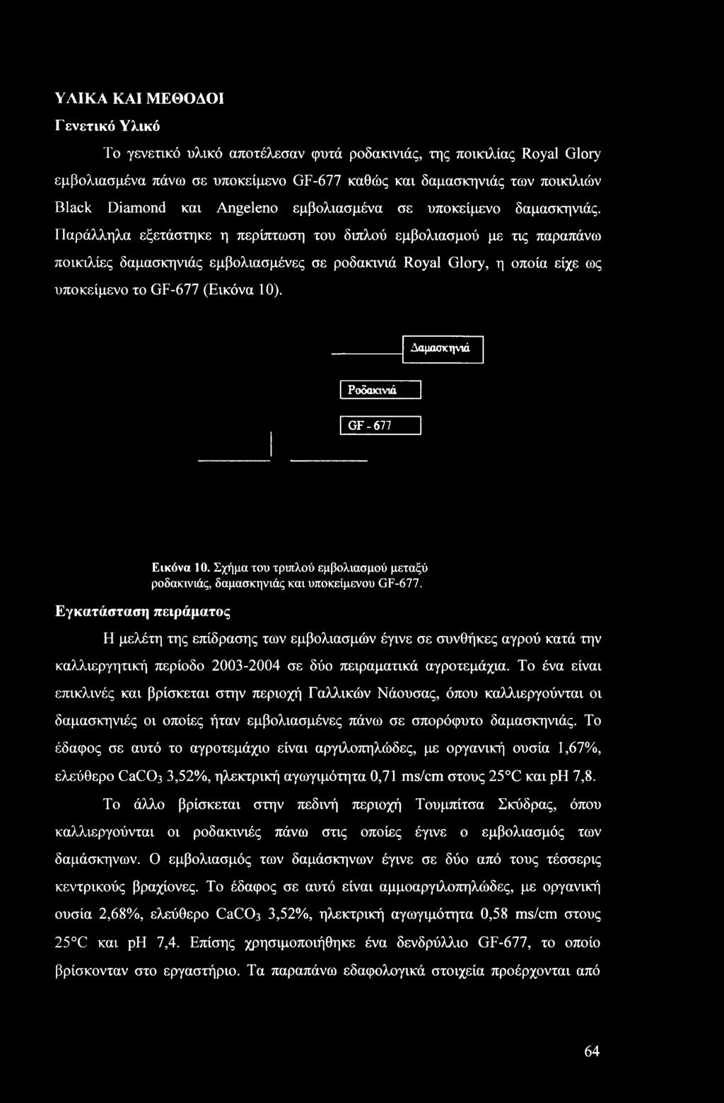 Παράλληλα εξετάστηκε η περίπτωση του διπλού εμβολιασμού με τις παραπάνω ποικιλίες δαμασκηνιάς εμβολιασμένες σε ροδακινιά Royal Glory, η οποία είχε ως υποκείμενο το GF-677 (Εικόνα 10).