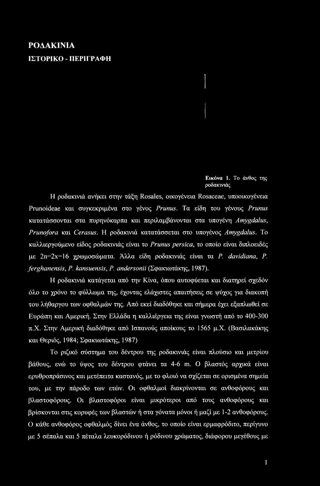 Η ροδακινιά κατάγεται από την Κίνα, όπου αυτοφύεται και διατηρεί σχεδόν όλο το χρόνο το φύλλωμα της, έχοντας ελάχιστες απαιτήσεις σε ψύχος για διακοπή του λήθαργου των οφθαλμών της.