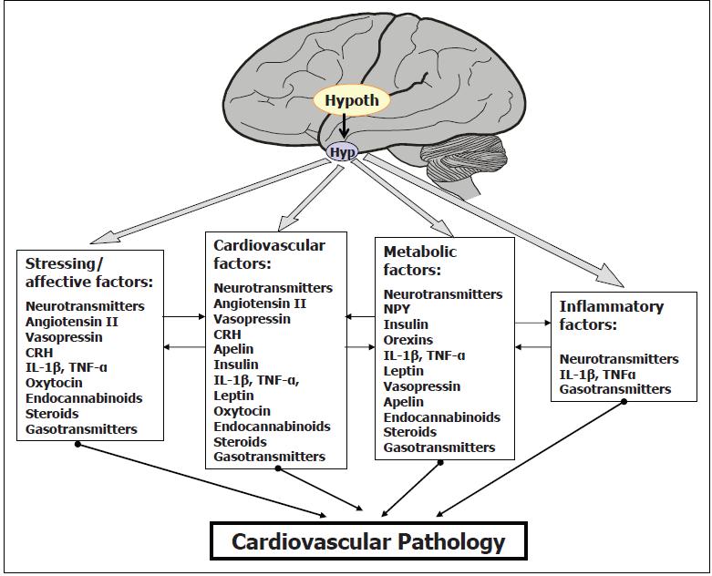 Main factors contributing to the neurogenic regulation of the cardiovascular system,