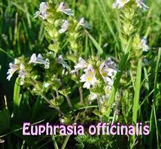 ΕνδεικτικάσαςαναφέρωτοομοιοπαθητικόEuphrasiaofficinalis που παράγεται από το φυτό ευφράζια η φαρμακευτική.