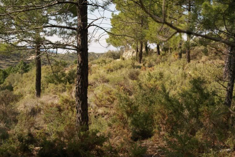 Οι ασθένειες αυτές μπορούν να αυξήσουν την ευφλεκτότητα, καθώς η προσβεβλημένη και νεκρή φυτική ύλη είναι πιο ξηρή και άρα πιο εύφλεκτη. Σε περίπτωση αραίωσης ή απομάκρυνσης της βλάστησης (π.χ.