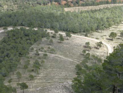 Για να μειωθεί ο κίνδυνος πυρκαγιάς και ταυτόχρονα να αποφευχθεί η διάβρωση του εδάφους, θα πρέπει η φυτοκάλυψη να διατηρείται στο 50-60%, ειδικά σε περιοχές όπου έχει γίνει αραίωση της καύσιμης ύλης