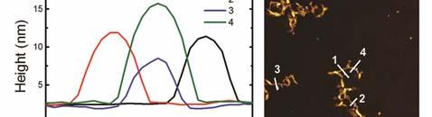 Proprietati morfologice Investigatiile AFM indica clar ca polirotaxanul cu PMeβCD prezinta o mai mare tendinta de a se
