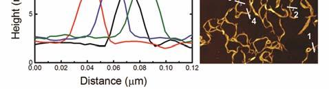 PFBTh, PFBTh PSβCD si PFBTh PMeβCD cu Phenyl-C61-Butyric-Acid-Methyl-Ester ([60] (PCBM) sub simulare AM 1.