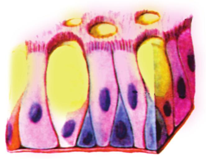 βλεφαρίδες πυρήνας εικ. 1.2 Κροσσωτός επιθηλιακός ιστός Πολλά επιθηλιακά κύτταρα φέρουν βλεφαρίδες ή μικρολάχνες και σχηματίζουν τον κροσσωτό επιθηλιακό ιστό. (εικ.1.2) Τέτοιος ιστός επενδύει εσωτερικά τις αεροφόρες οδούς.