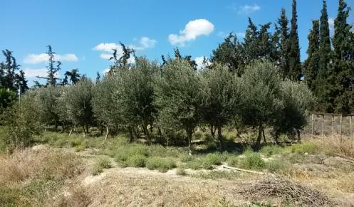 Η συνολική απαιτούμενη ποσότητα για τη λίπανση με το παραγόμενο προϊόν από τη μονάδα είναι περίπου 500gr/ρίζα.