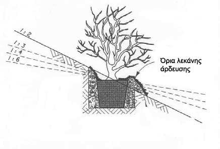 Έτσι η λεκάνη άρδευσης, σε σχήμα δακτυλίου, πρέπει να έχει εξωτερική διάμετρο τουλάχιστον 20% μεγαλύτερη από τις διαστάσεις του αρχικού λάκκου φύτευσης και βάθος τόσο, ώστε η χωρητικότητα της να