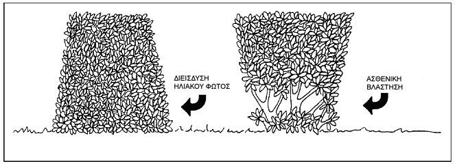 ΕΦΗΜΕΡΙΣ ΤΗΣ ΚΥΒΕΡΝΗΣΕΩΣ (ΤΕΥΧΟΣ ΔΕΥΤΕΡΟ) 35293 ΕΛΟΤ ΕΛΟΤ ΤΠ 1501-10-06-04-02:2009 Για το κλάδεμα των πιο αυστηρά καθορισμένων φρακτών πρέπει να λαμβάνονται υπόψη δύο παράγοντες: α) το κλάδεμα να