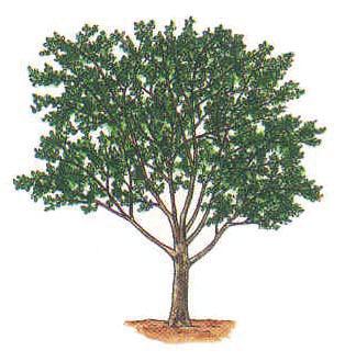 -, μ μ (Half standard) - μ (Feathered tree) μ μ, μ μ, μμ,.