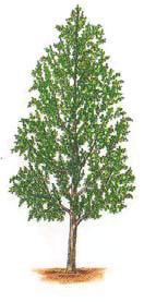 ) - μ (Fastigiate tree), μ,, μ, μ. μ, μ μ. μ, μ, μ μ μ. (. (. - ) Populus nigra var.