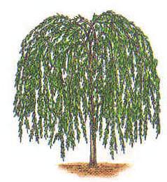 μ, μ (μ 6) - μ (multi-stemmed trees), μ μ μ, μ μ, μ, μ, (