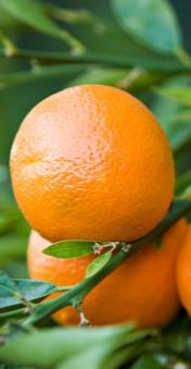 73 Οικογένεια: Rutaceae Γένος: Citrus ΕΣΠΕΡΙΔΟΕΙΔΗ Πορτοκαλιά Λεμονιά Μανταρινιά