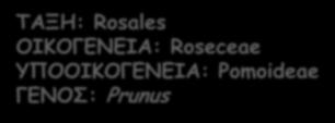 περιέχει το σπέρμα 21 ΡΟΔΑΚΙΝΙΑ (P.persica L.