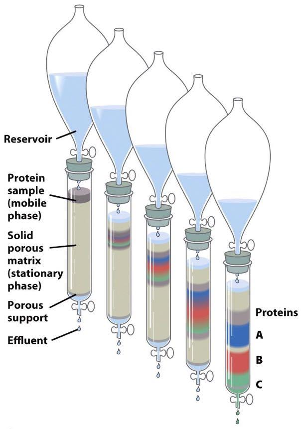α3. Χρωματογραφία Εισαγωγή στη Χρωματογραφία Το πρωτεϊνικό διάλυμα εισάγεται σε μία στήλη Πρωτεϊνικό δείγμα (κινητή φάση) Ρητίνη (στατική φάση) Έκλουση πρωτεϊνών Πρωτεΐνες Στήλη= στερεή πορώδης μήτρα