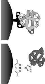 Χρωματογραφία συγγένειας Επιφανειακή σύνδεση με εποξυ, αλδεϋδο ή άρυλο εστερικές ομάδες Χρωματογραφία αλληλεπίδρασης μετάλλου Immobilized Metal Affinity
