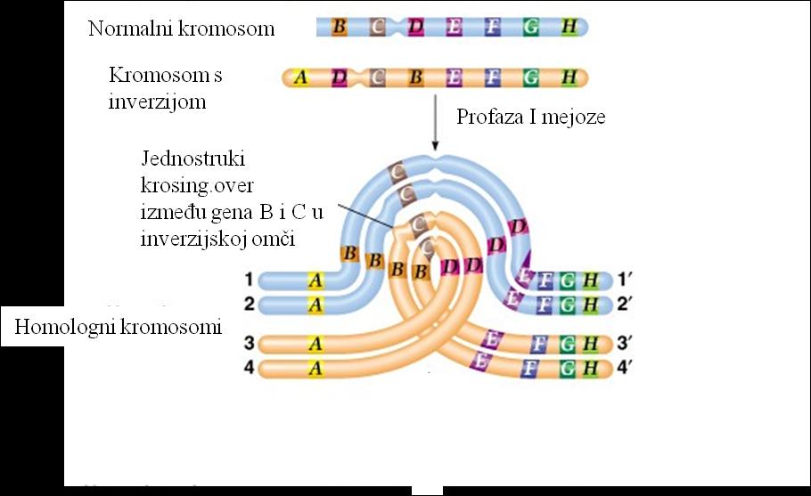 Stablo prsten križanje softver za upoznavanje