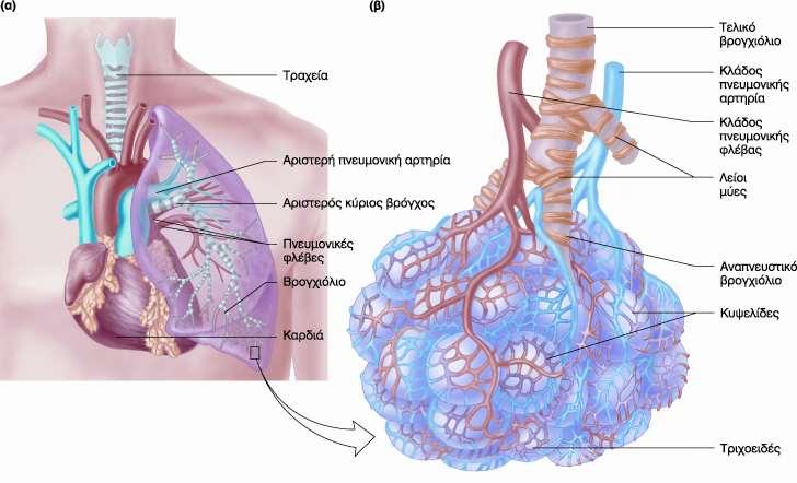 Αναπνευστικό σύστημα Αναπνευστικές προσαρμογές Δεν αποτελεί περιοριστικό παράγοντα της αερόβιας απόδοσης γιατί συνήθως μπορεί να αυξήσει τη λειτουργία του περισσότερο από το καρδιαγγειακό σύστημα.