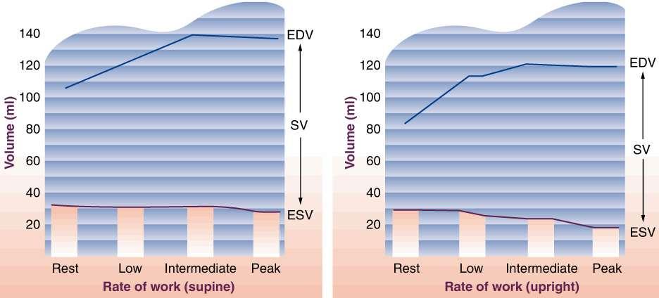 Μεταβολή του τελοδιαστολικού όγκου (EDV), του τελοσυστολικού όγκου (ESV) και του όγκου παλμού (SV) σε σχέση με