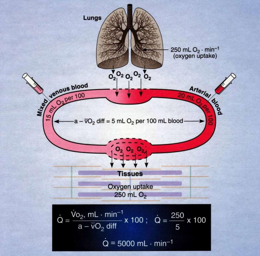 Αρτηριοφλεβική Διαφορά Οξυγόνου a-v O 2 diff Από McArdle W.