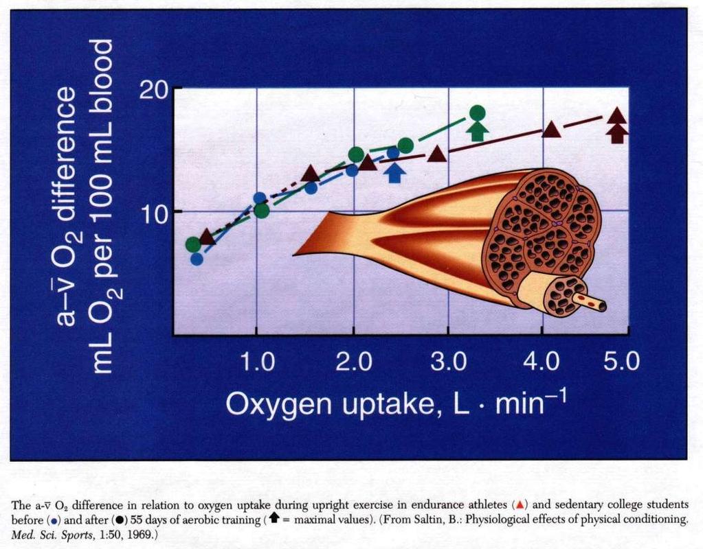 Περιφερικές - μεταβολικές προσαρμογές Αρτηριοφλεβική διαφορά οξυγόνου (ανταλλαγή αερίων στους ιστούς) Αμετάβλητη σε άσκηση υπομέγιστης έντασης