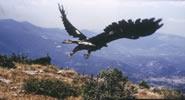 ΠΑΝΙΔΑ ΧΛΩΡΙΔΑ Χρυσαετός (Aquila chrysaetos) Ο χρυσαετός φωλιάζει σε απόκρημνες ορθοπλαγιές και κυνηγάει πετώντας σε ορεινές και αλπικές περιοχές.