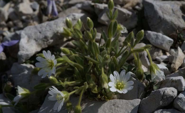 Cerastium theophrasti Merxm. & Strid (Caryophyllaceae) (19).