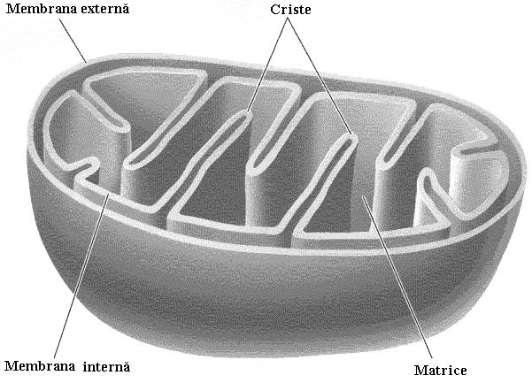 Membrana externă este alcătuită din proteine (50%), colesterol şi fosfolipide. Are un aspect neted şi îndeplineşte funcţia de filtru între citozol şi compartimentul periferic.