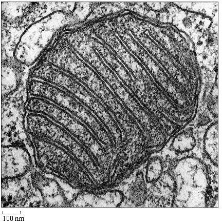 Schema şi microfotografia mitocondriei Compartimentul periferic (spaţiul intermembranar) are lăţimea de 6-8 nm şi serveşte la acumularea protonilor, cât şi transportarea substanţelor.