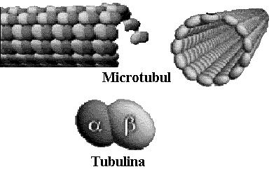 77 Capitolul 4 asigurând rezistenţa la stresurile mecanice şi participă la joncţiunea celulelor. Microtubulii reprezintă nişte cilindri lungi formaţi din tubulină (fig. 4.9).
